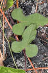 Bigroot morning-glory